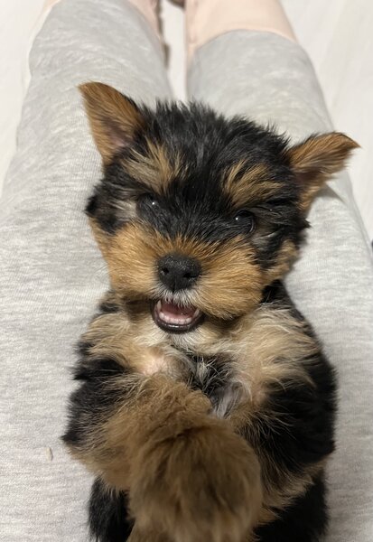 Pui Yorkshire Toy de vanzare