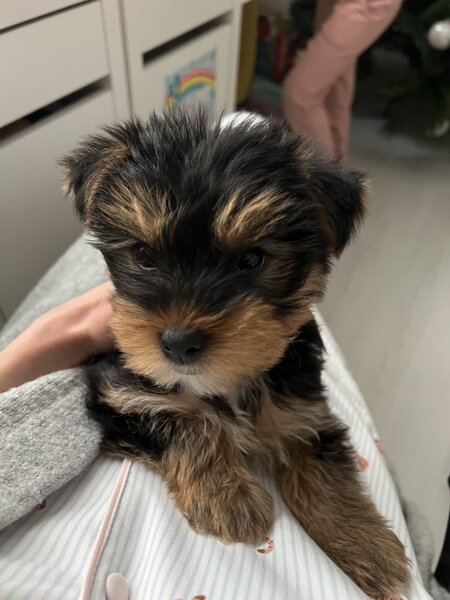 Pui Yorkshire Toy de vanzare