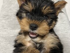 Pui Yorkshire Toy de vanzare