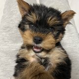 Pui Yorkshire Toy de vanzare