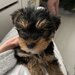 Pui Yorkshire Toy de vanzare